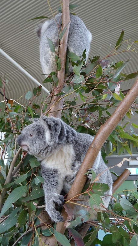 Koalas in Wild Life Sydney