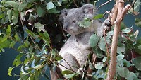 Koalas in Wild Life Sydney