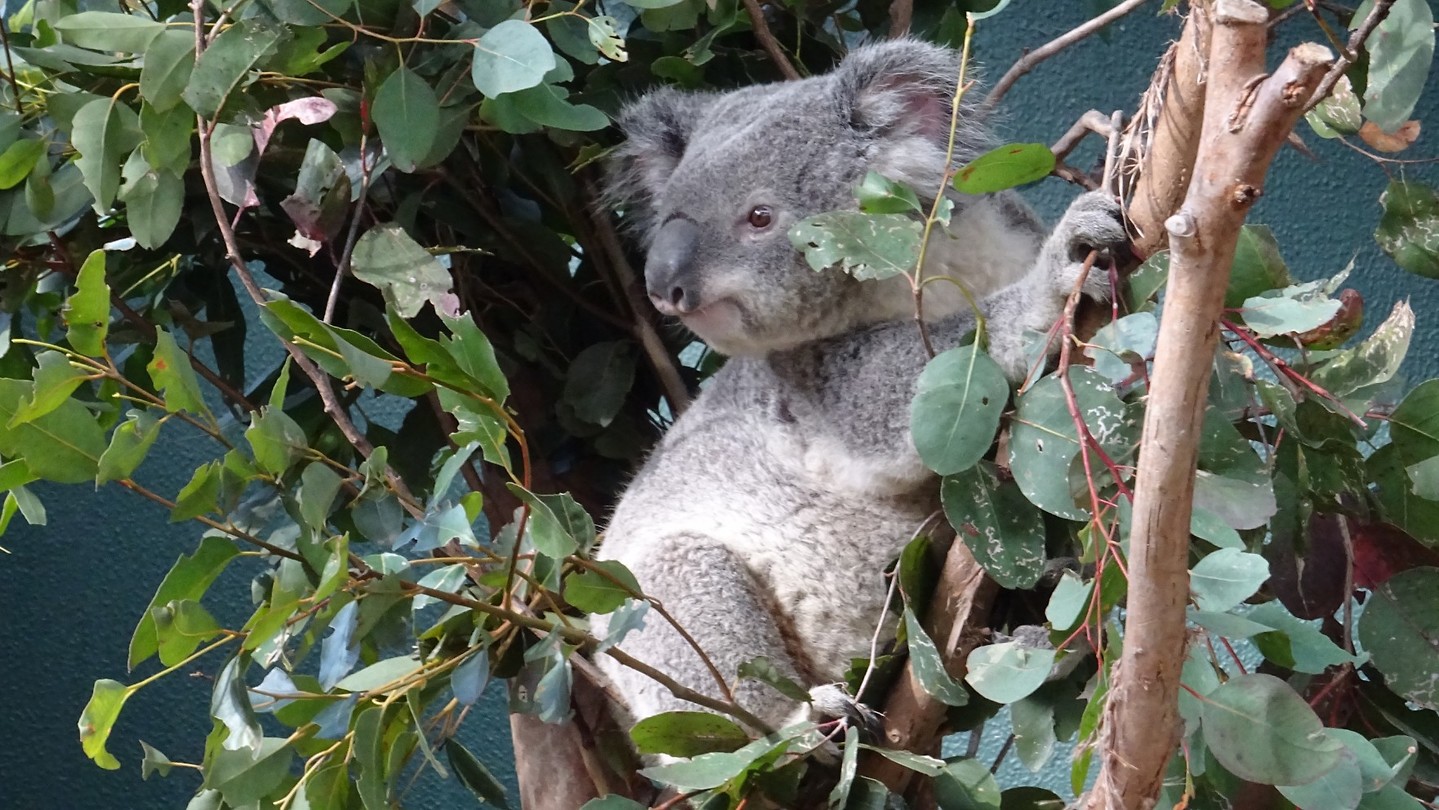 Koalas in Wild Life Sydney