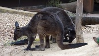 Black kangaroos in Wild Life Sydney