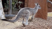 Grey kangaroo in Wild Life Sydney