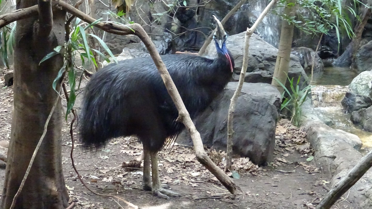 Cassowary in Wild Life Sydney