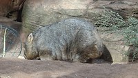 Wombat in Wild Life Sydney