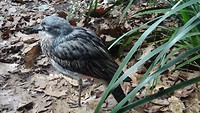 Bush Stone-Curlew in Wild Life Sydney