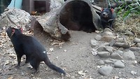 Tasmanian Devil in Wild Life Sydney