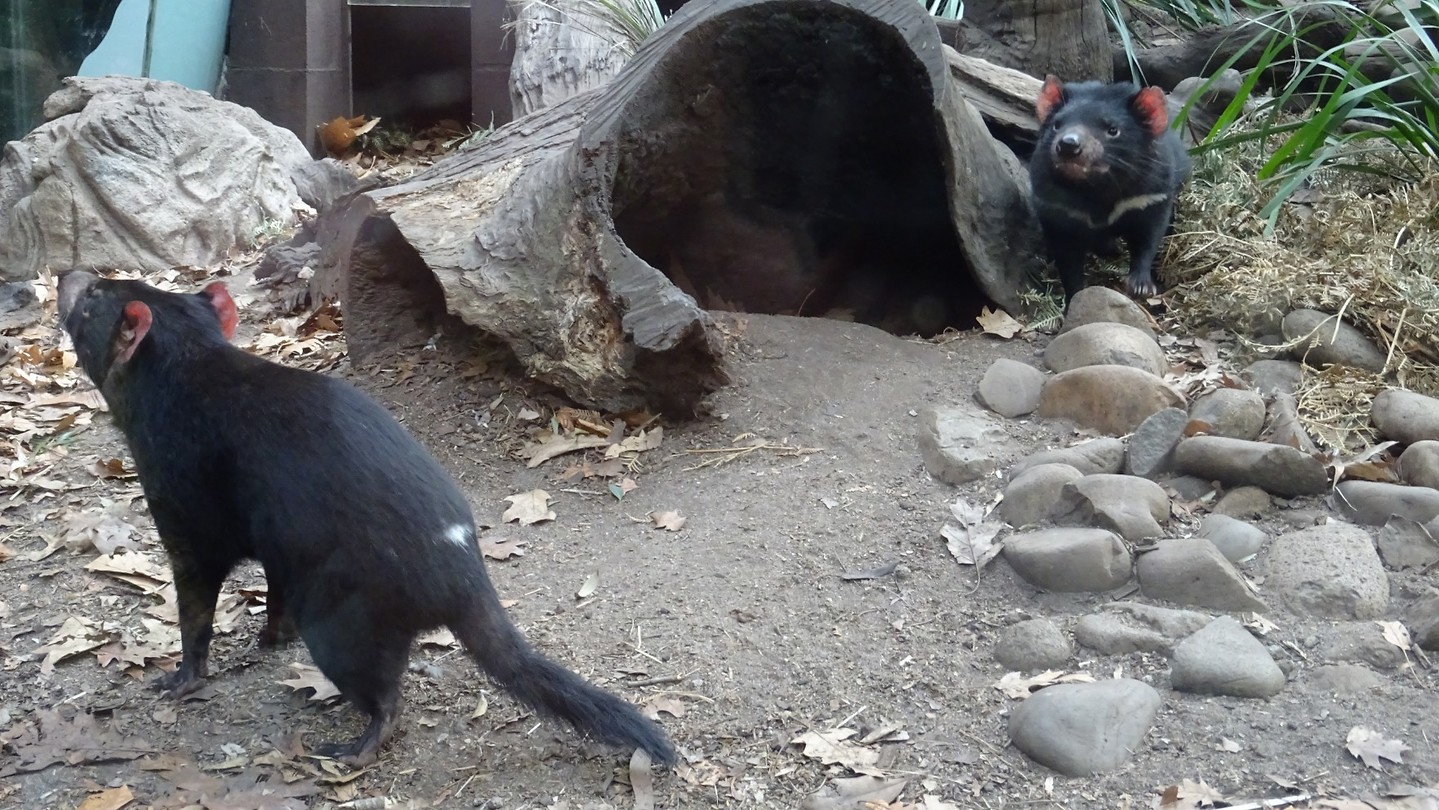 Tasmanian Devil in Wild Life Sydney