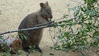 Quokka in Wild Life Sydney