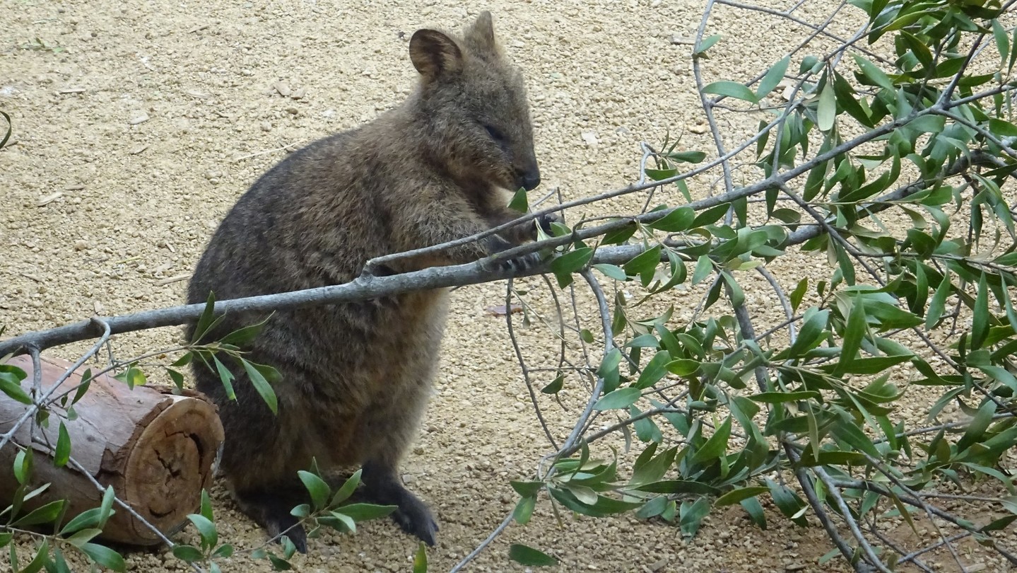 Quokka in Wild Life Sydney