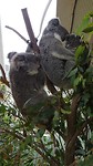 Koalas in Wild Life Sydney