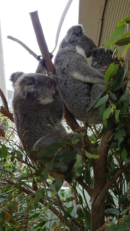 Koalas in Wild Life Sydney