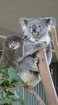 Koalas in Wild Life Sydney