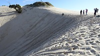 Sandsleding on the Henty Dunes