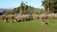 East Coast Natureworld, Bicheno