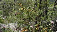 Flowers on Karloo Pools track