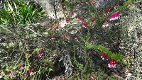 Flowers on Karloo Pools track
