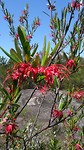 Flowers on Karloo Pools track
