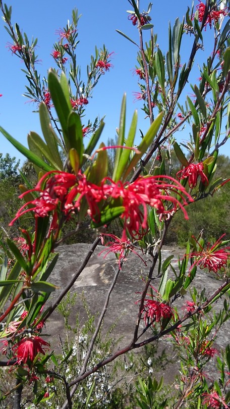 Flowers on Karloo Pools track