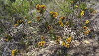 Flowers on Karloo Pools track