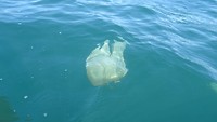 Huge jellyfish while kayaking