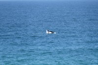 Whale on Coogee to Bondi coastal walk with Iris and Wilco