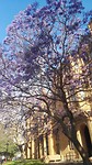 Jacaranda trees in bloom on campus