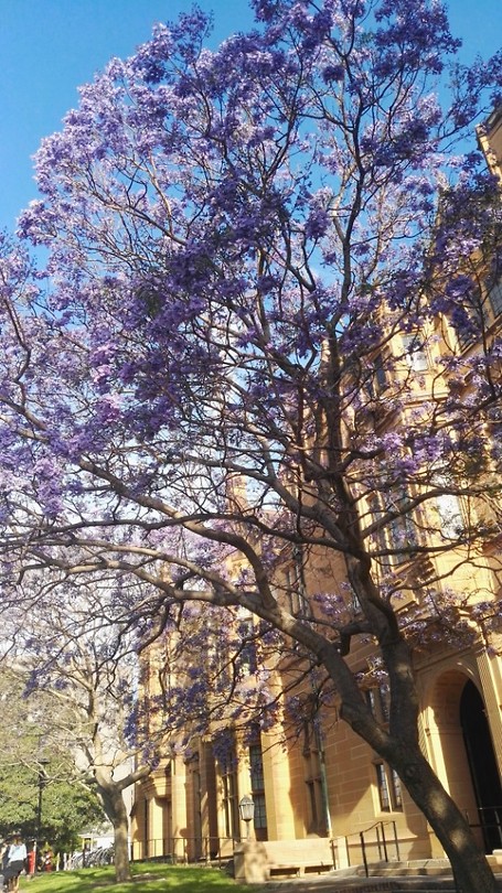 Jacaranda trees in bloom on campus