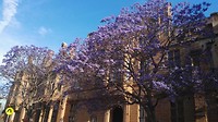 Jacaranda trees in bloom on campus