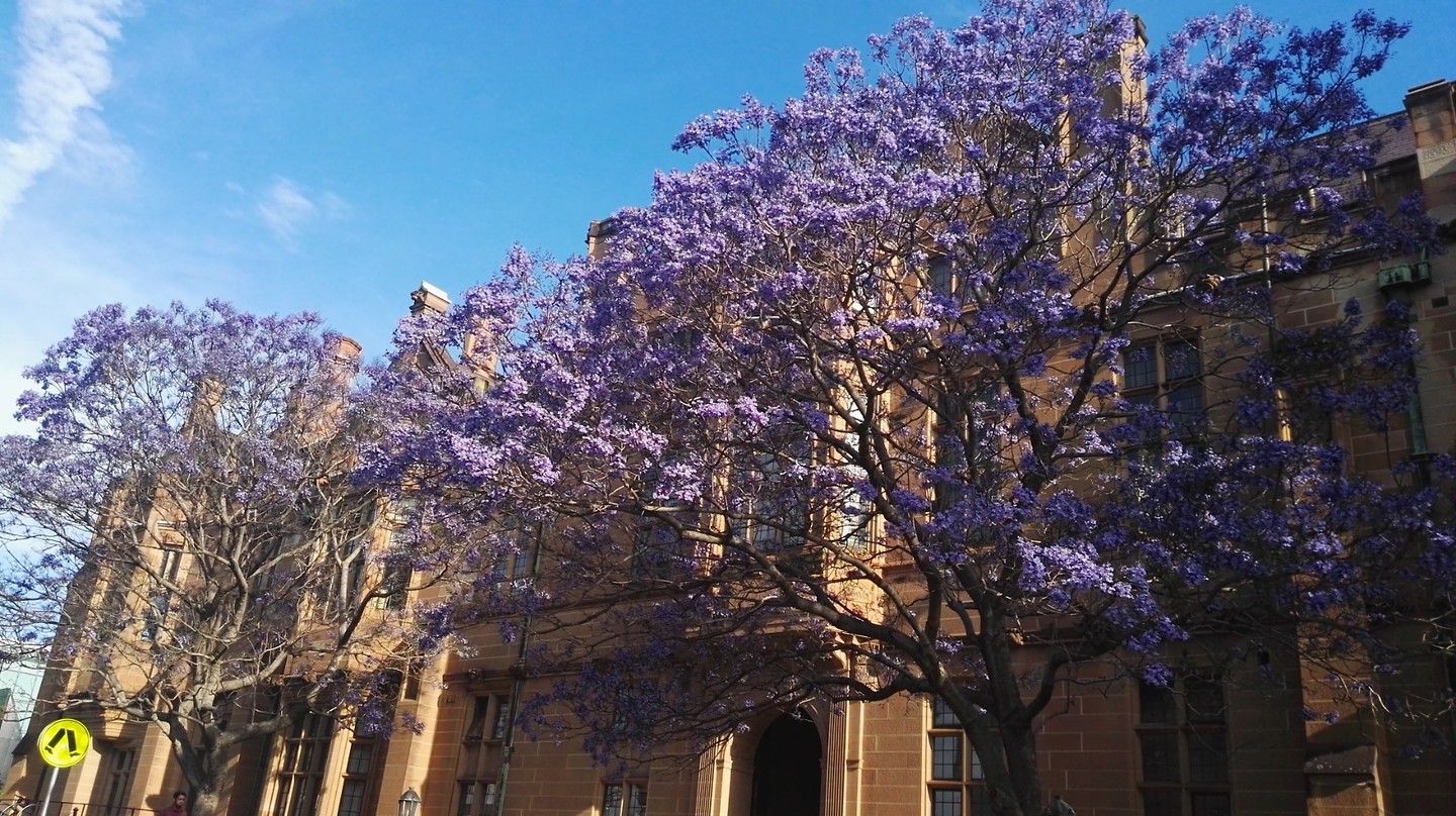 Jacaranda trees in bloom on campus