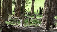 At Maddie's farm kangaroos