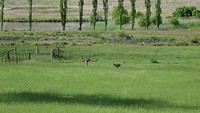 At Maddie's farm kangaroos