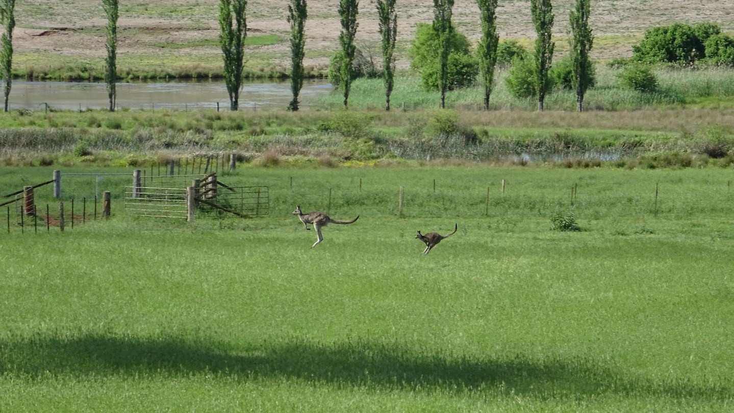 At Maddie's farm kangaroos
