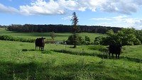 At Maddie's farm