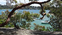 Spit Bridge to Manly coastal walk