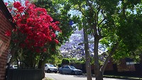 Beautiful bloom