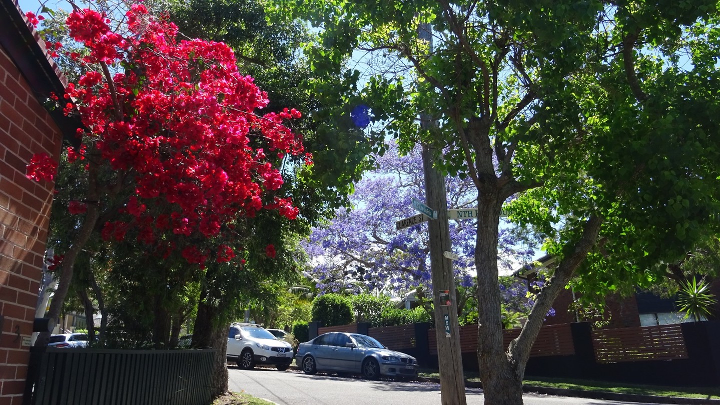 Beautiful bloom