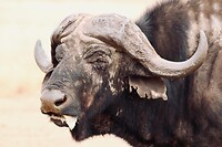Buffel...