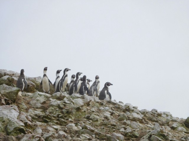 Pinguins op Isla Ballestas