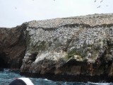 vogels op Isla Ballestas