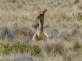 Vicuna
