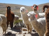 Alpacas