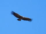 condors spotten
