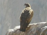 een jonge Condor