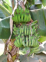 Bananen tuin hotel Bonito
