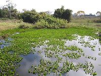 26 juli: onderweg naar de Pantanal