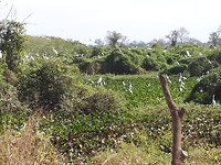 26 juli: onderweg naar de Pantanal