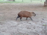 26 juli: capibara