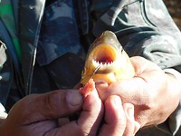 27 juli: piranha