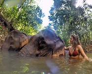 elephant 2