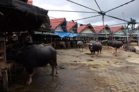 IMG_0370