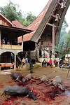 IMG_0576